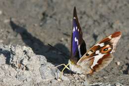 Imagem de Apatura iris Linnaeus 1758