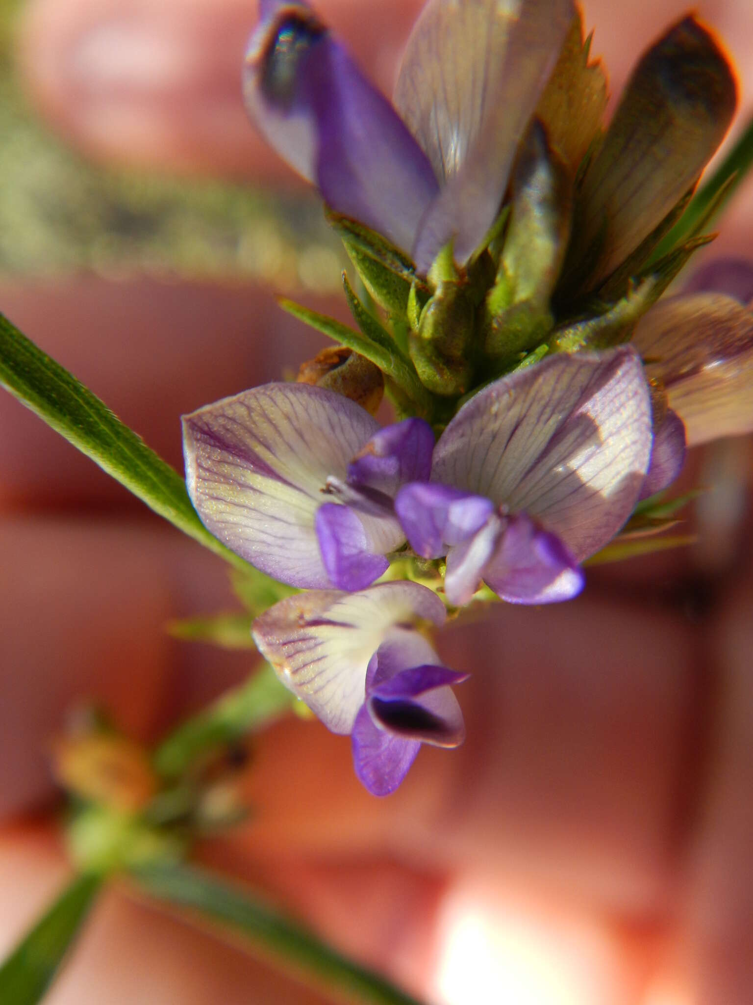 Image of Psoralea ensifolia (Houtt.) Merr.