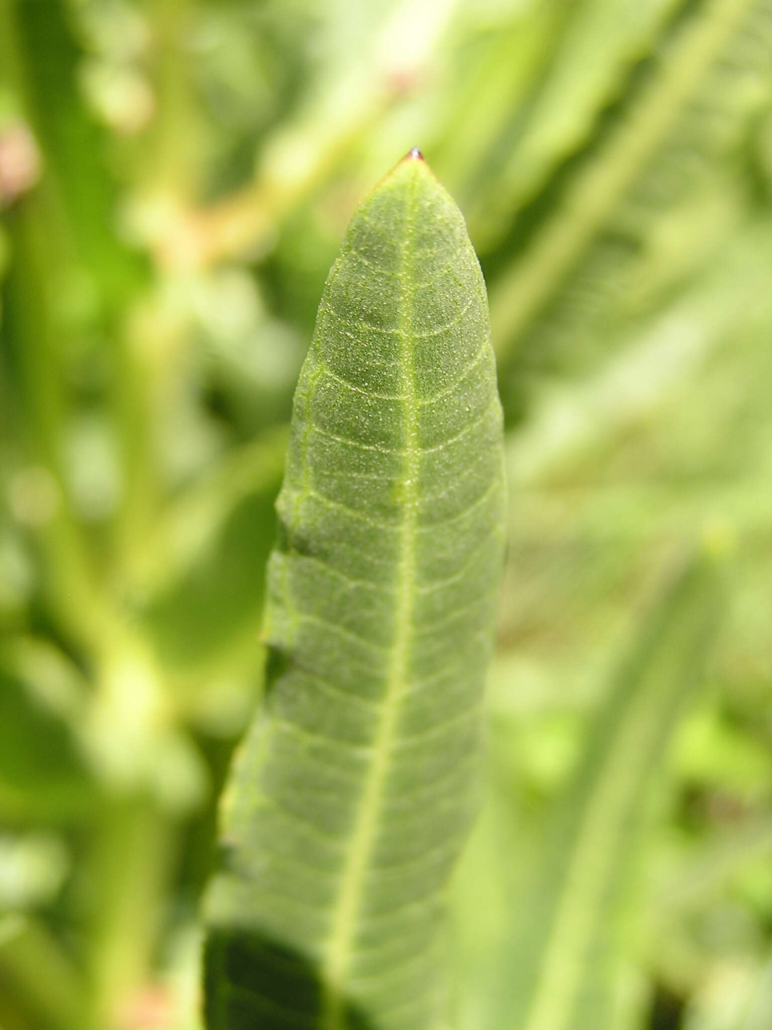 Image of Xysmalobium stockenstromense Scott Elliott