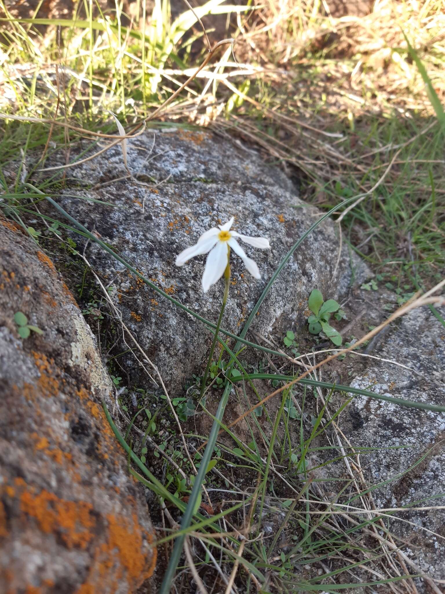 Image of Narcissus serotinus L.