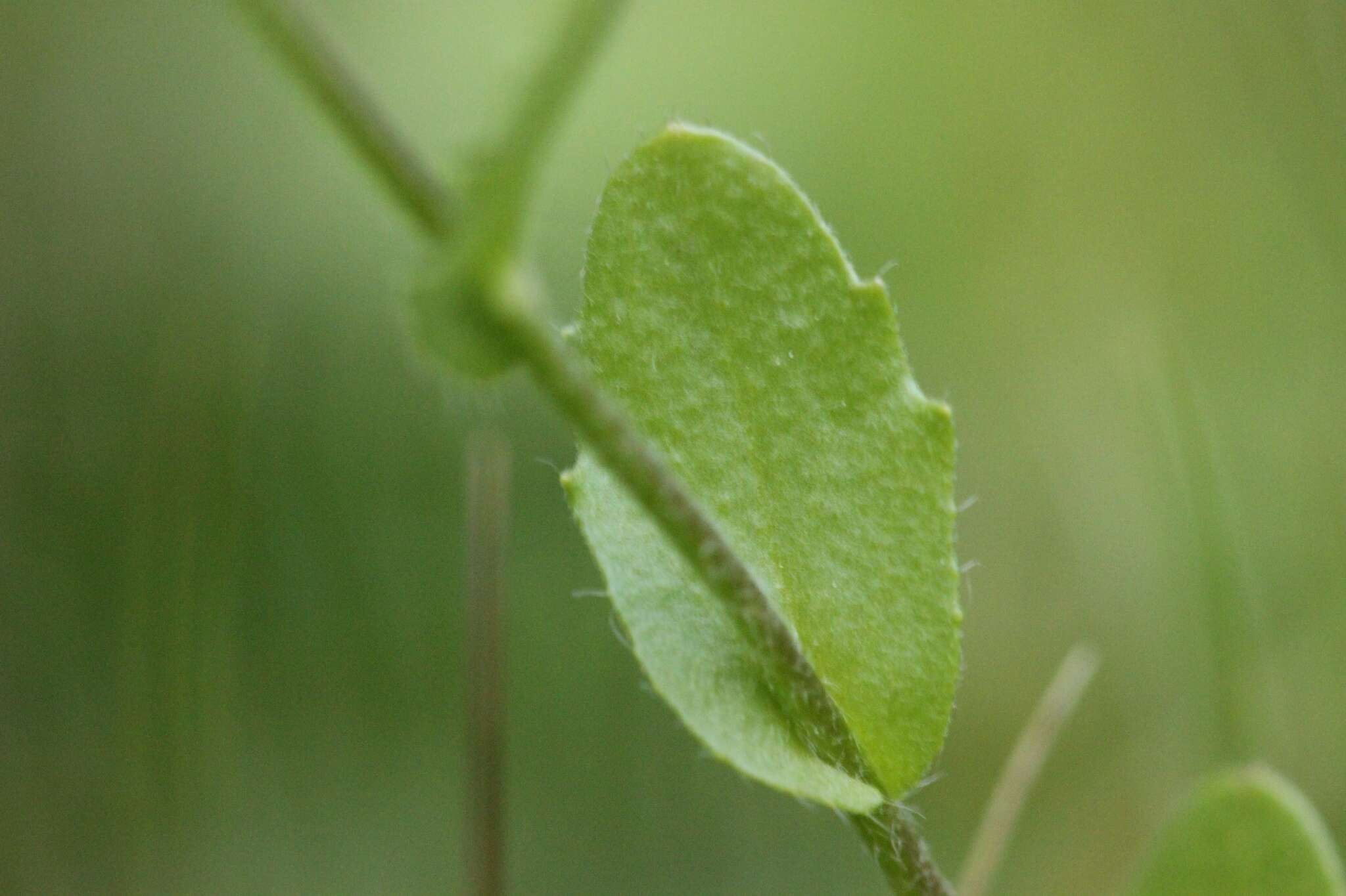 Image of Lescur's bladderpod