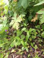 Imagem de Epilobium lactiflorum Hausskn.