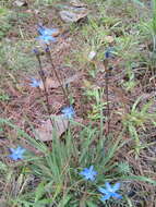 Orthrosanthus exsertus (R. C. Foster) Ravenna的图像