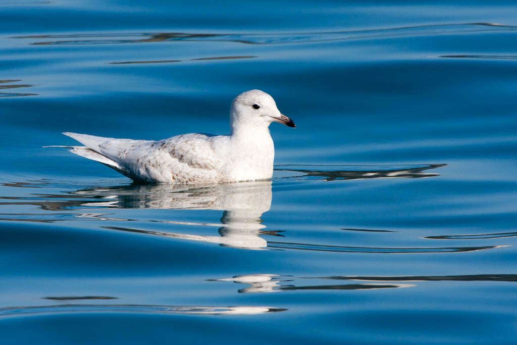 Image of Iceland Gull