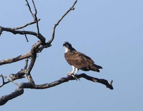 Image of Pandion haliaetus haliaetus (Linnaeus 1758)