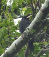 Image of Yellow-billed Nunbird