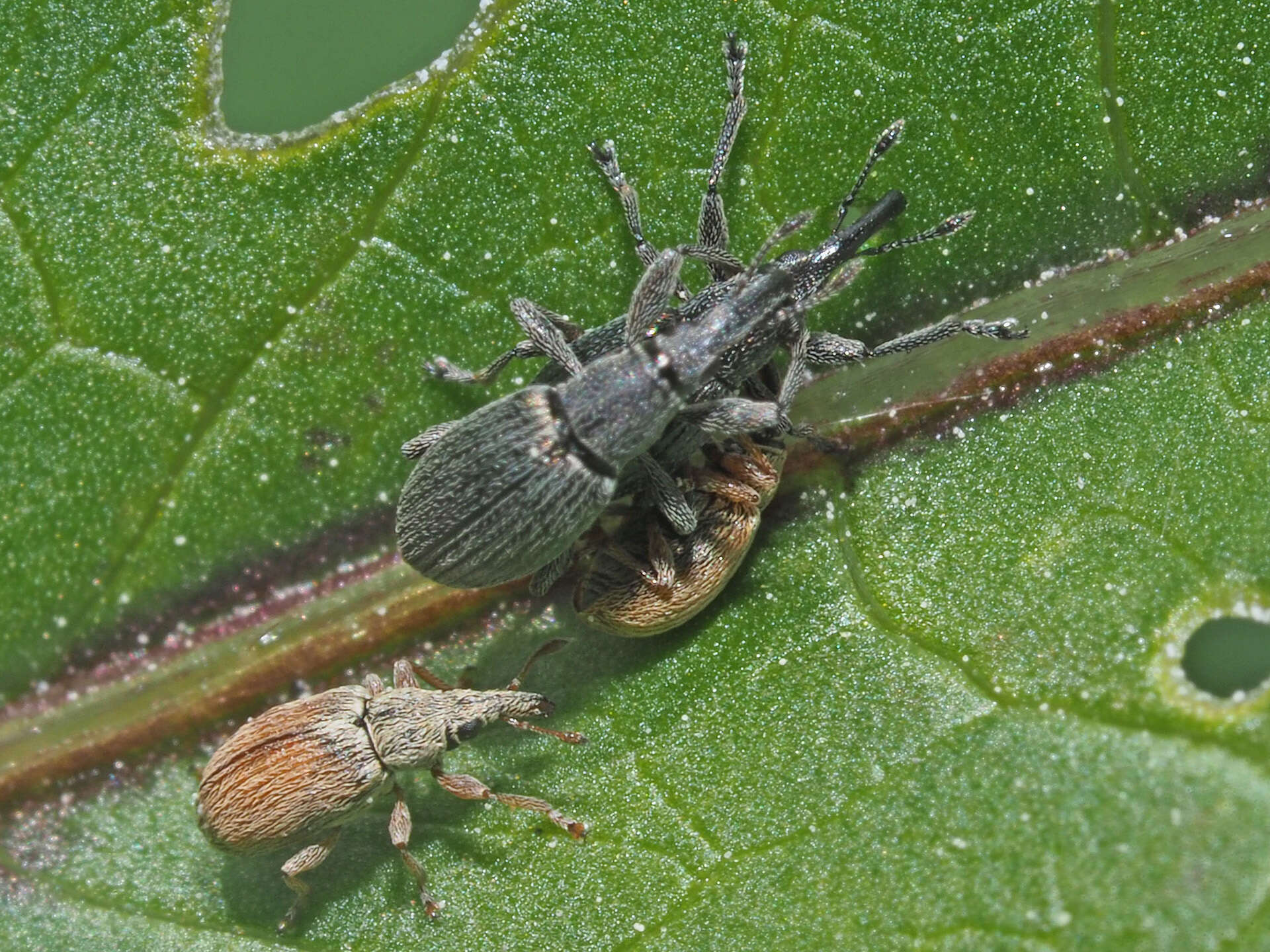 Image of Apionidae