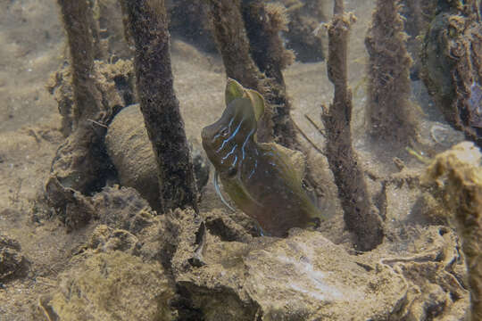 Image of Oyster Blenny