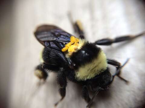 Image de Bombus medius Cresson 1864