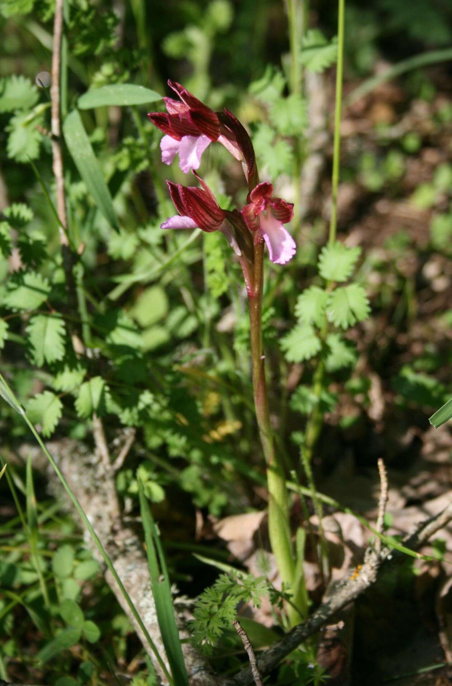 Image of Butterfly orchid