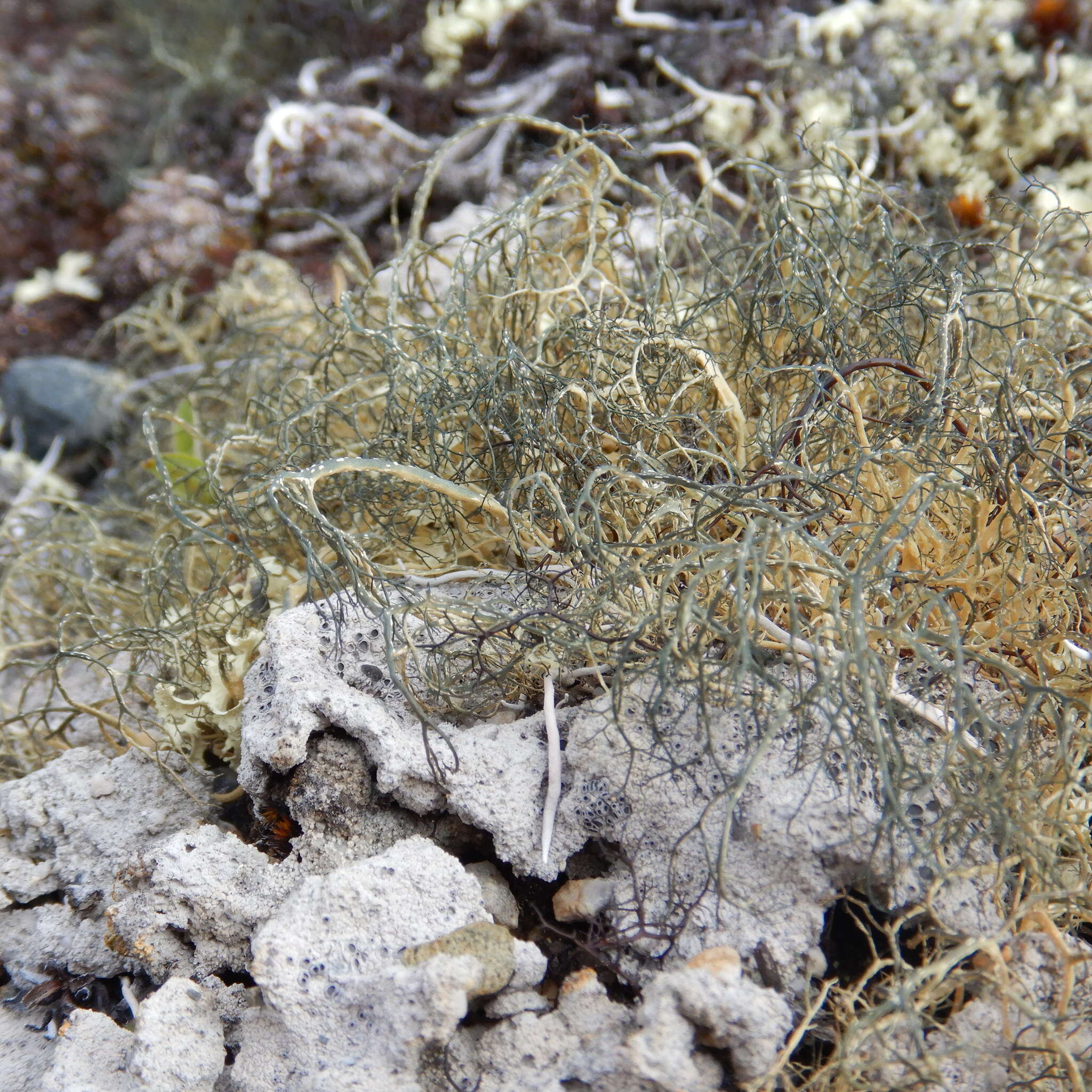 Image of witch's hair lichen