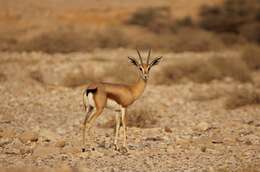 Image of Dorcas Gazelle