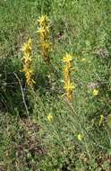 Image of yellow asphodel