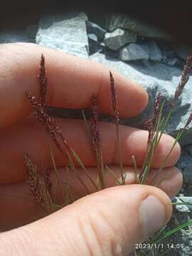 Image of Agrostis muelleriana Vickery