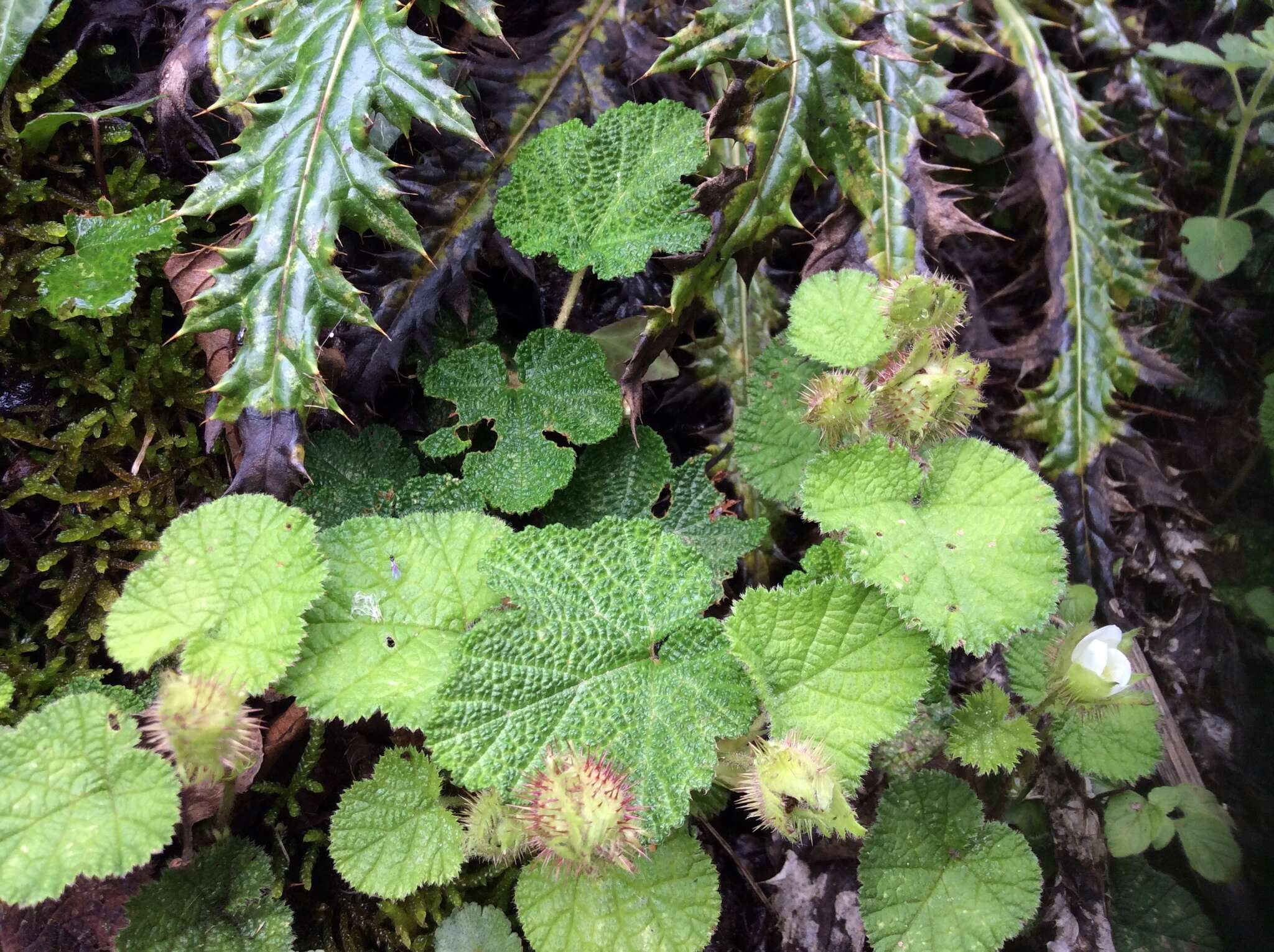 Image of Rubus pectinellus Maxim.