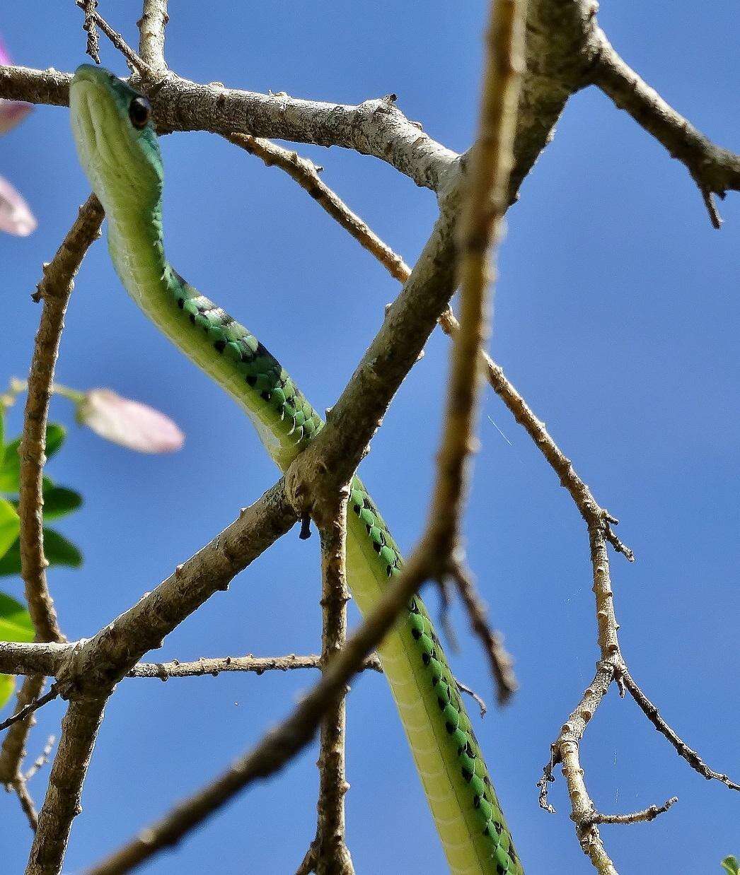 Слика од Philothamnus semivariegatus (A. Smith 1840)