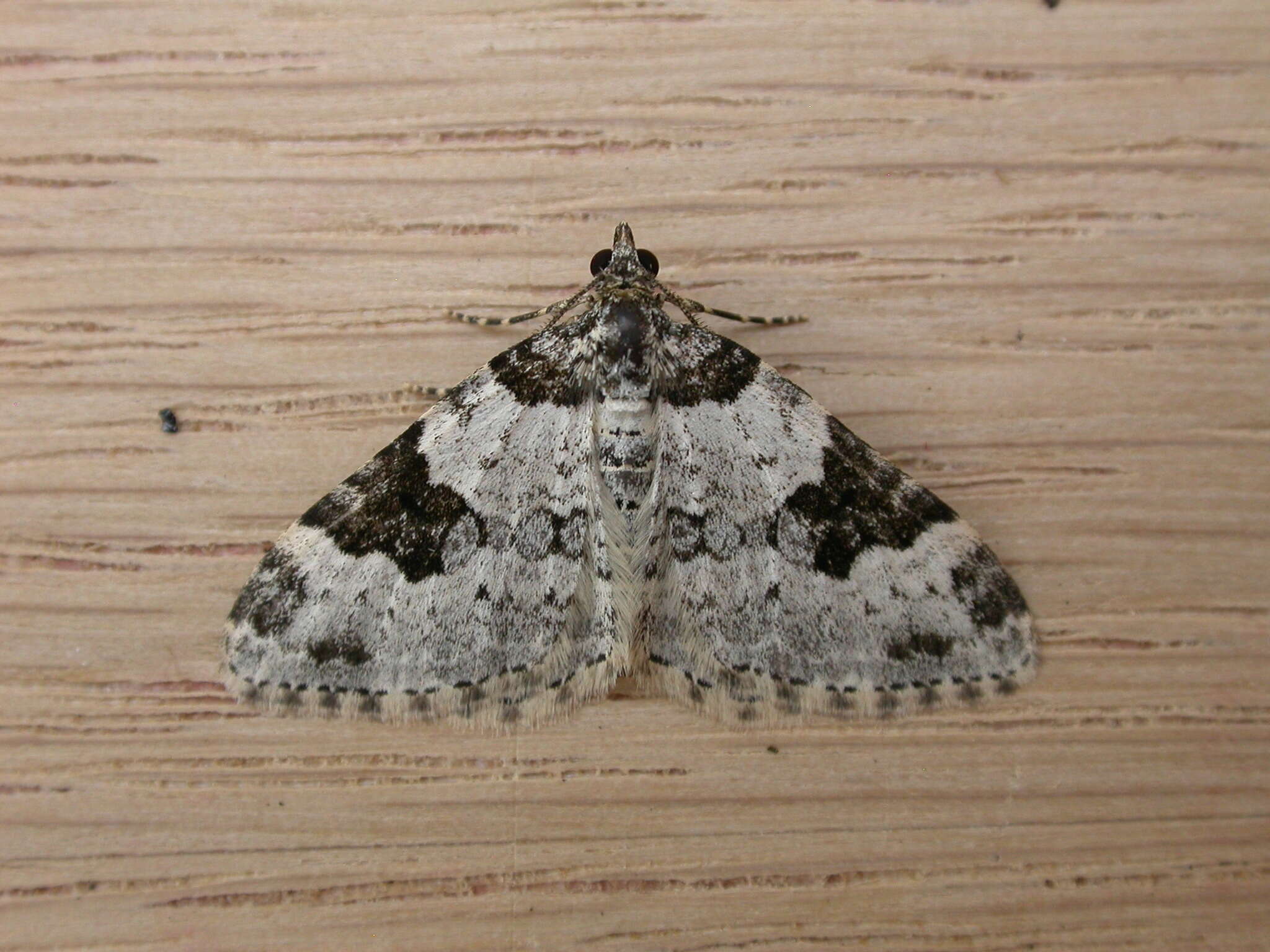 Plancia ëd Xanthorhoe fluctuata Linnaeus 1758