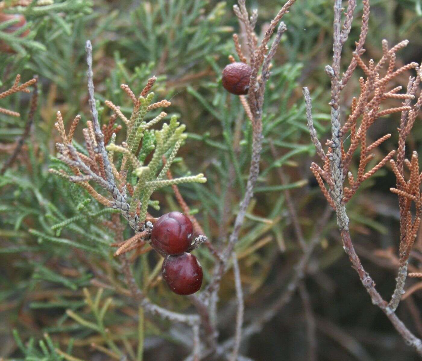 Image of Phoenician Juniper