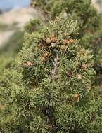 Image of Phoenician Juniper