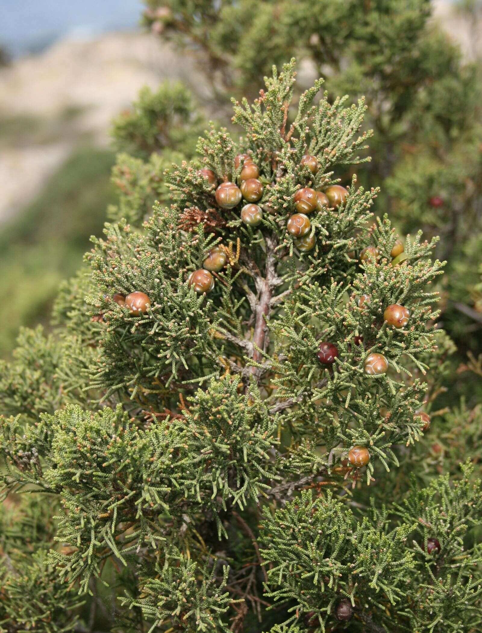 Image of Phoenician Juniper