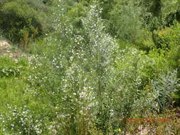 Image of Psoralea imminens