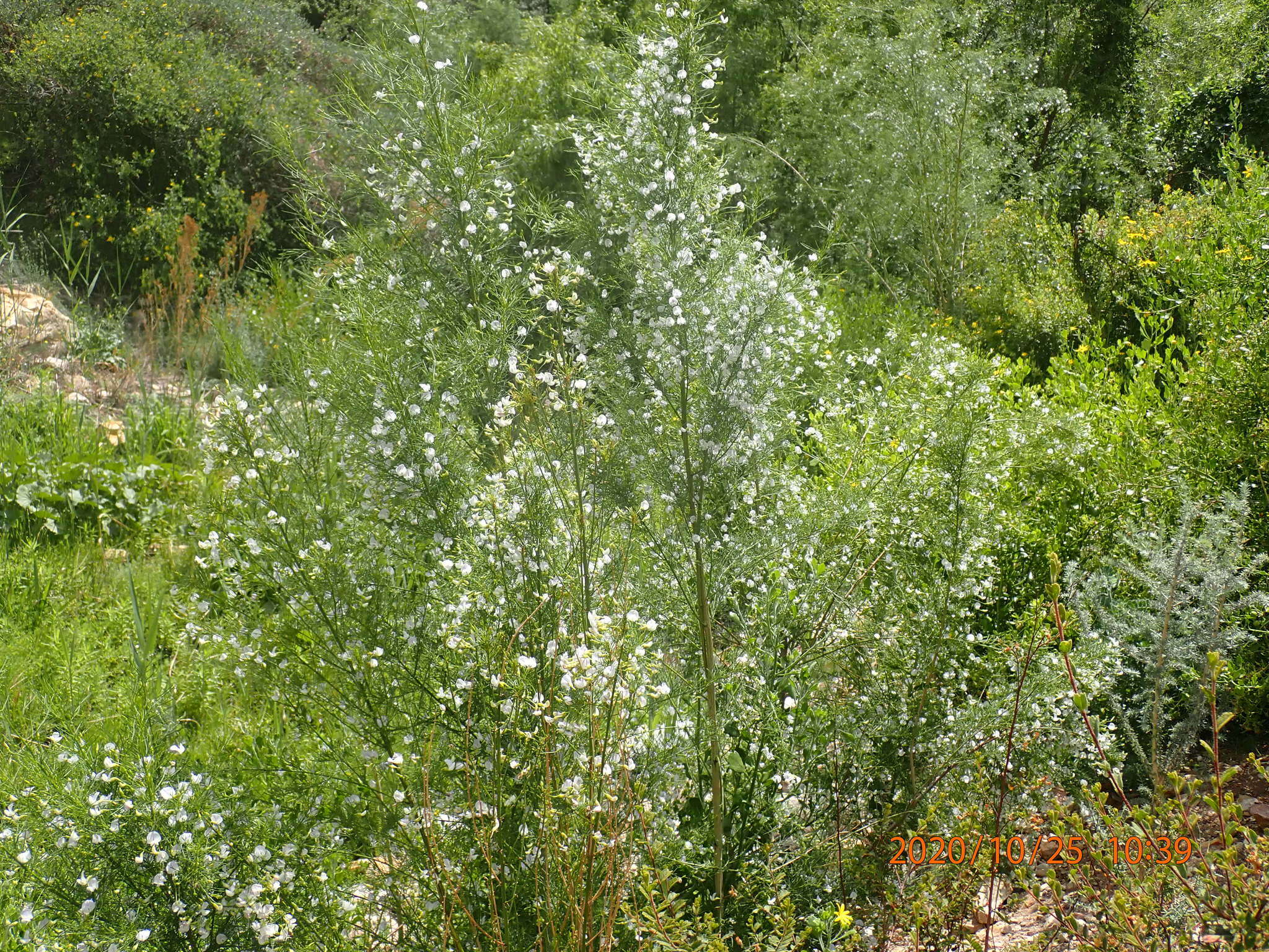 Image of Psoralea imminens