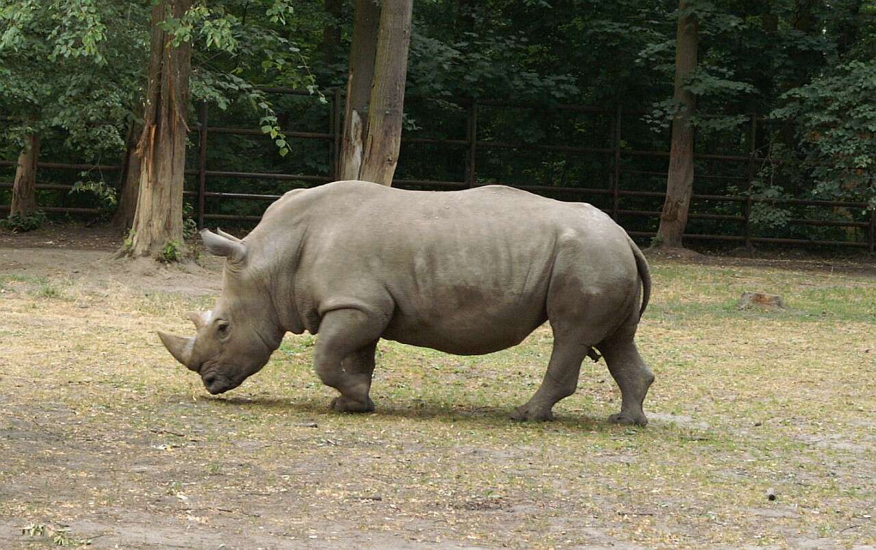 Image of Ceratotherium simum simum