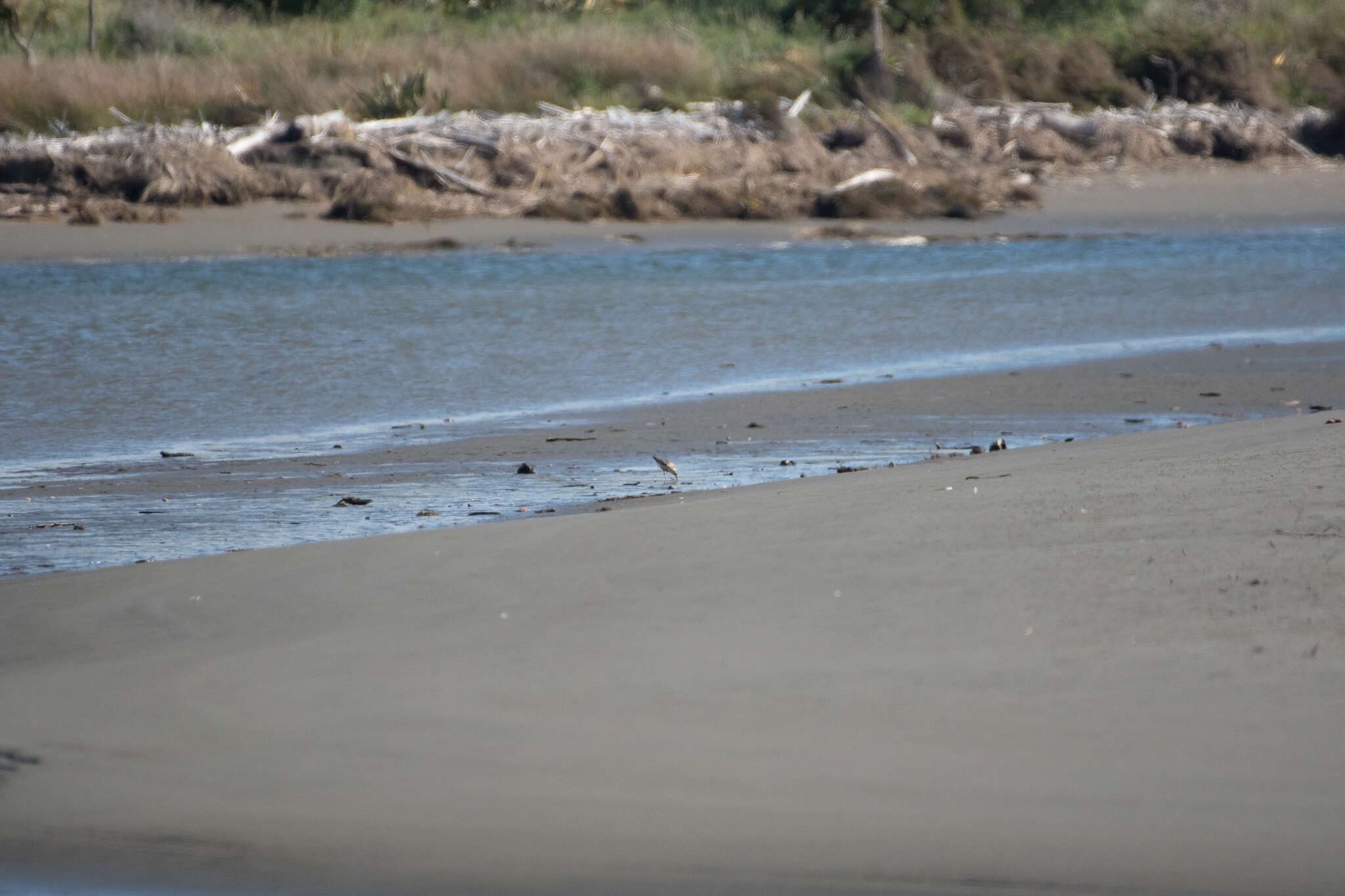 Image of New Zealand Dotterel