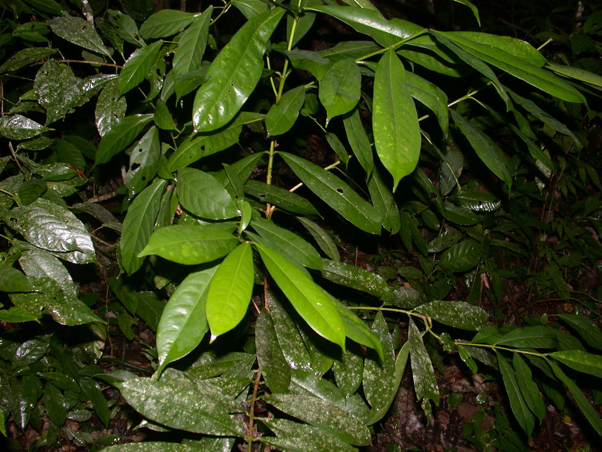 Слика од Vochysia guatemalensis J. D. Smith