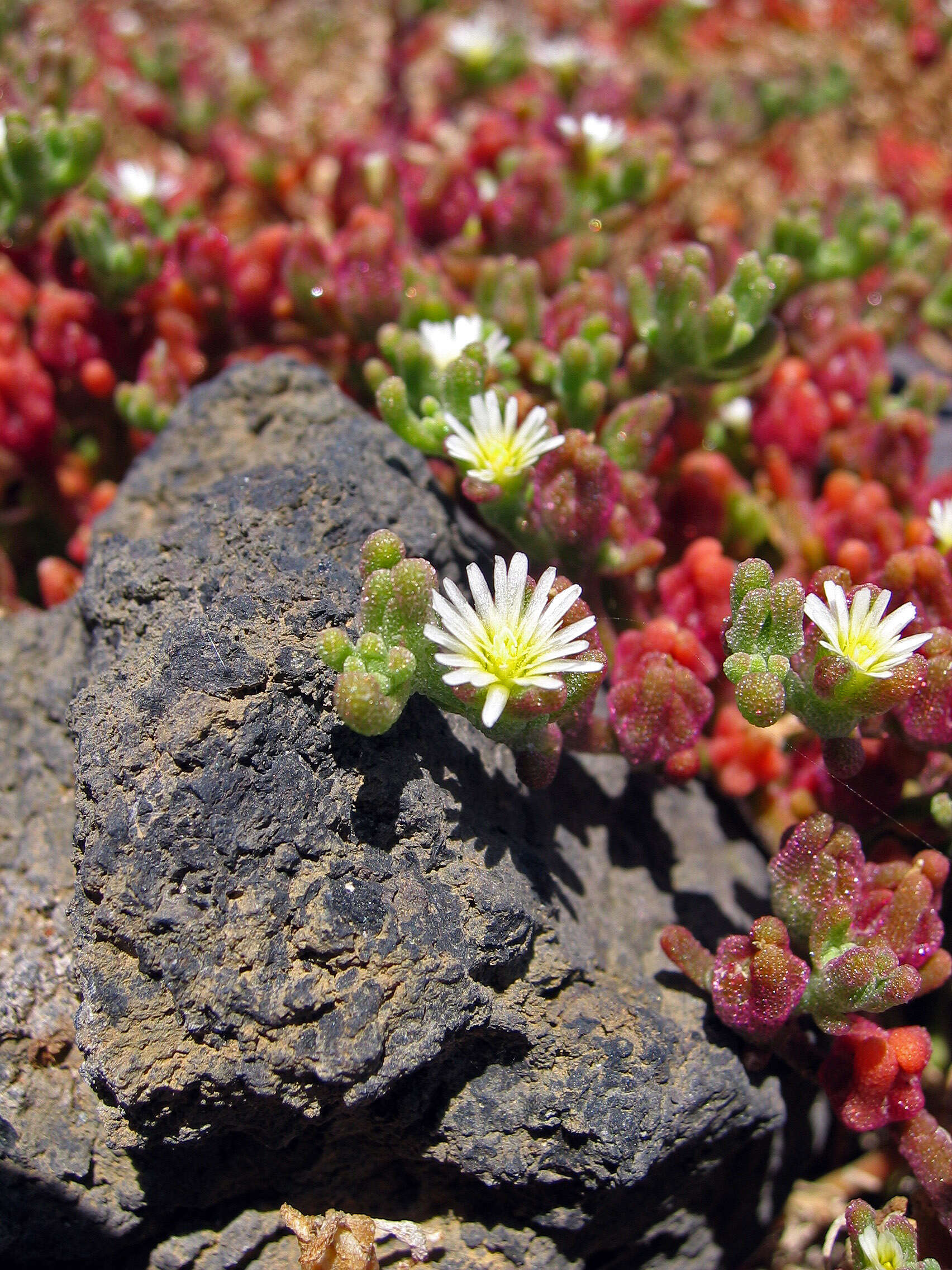 Mesembryanthemum nodiflorum L.的圖片