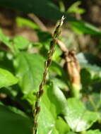 Image of Achyranthes longifolia (Makino) Makino