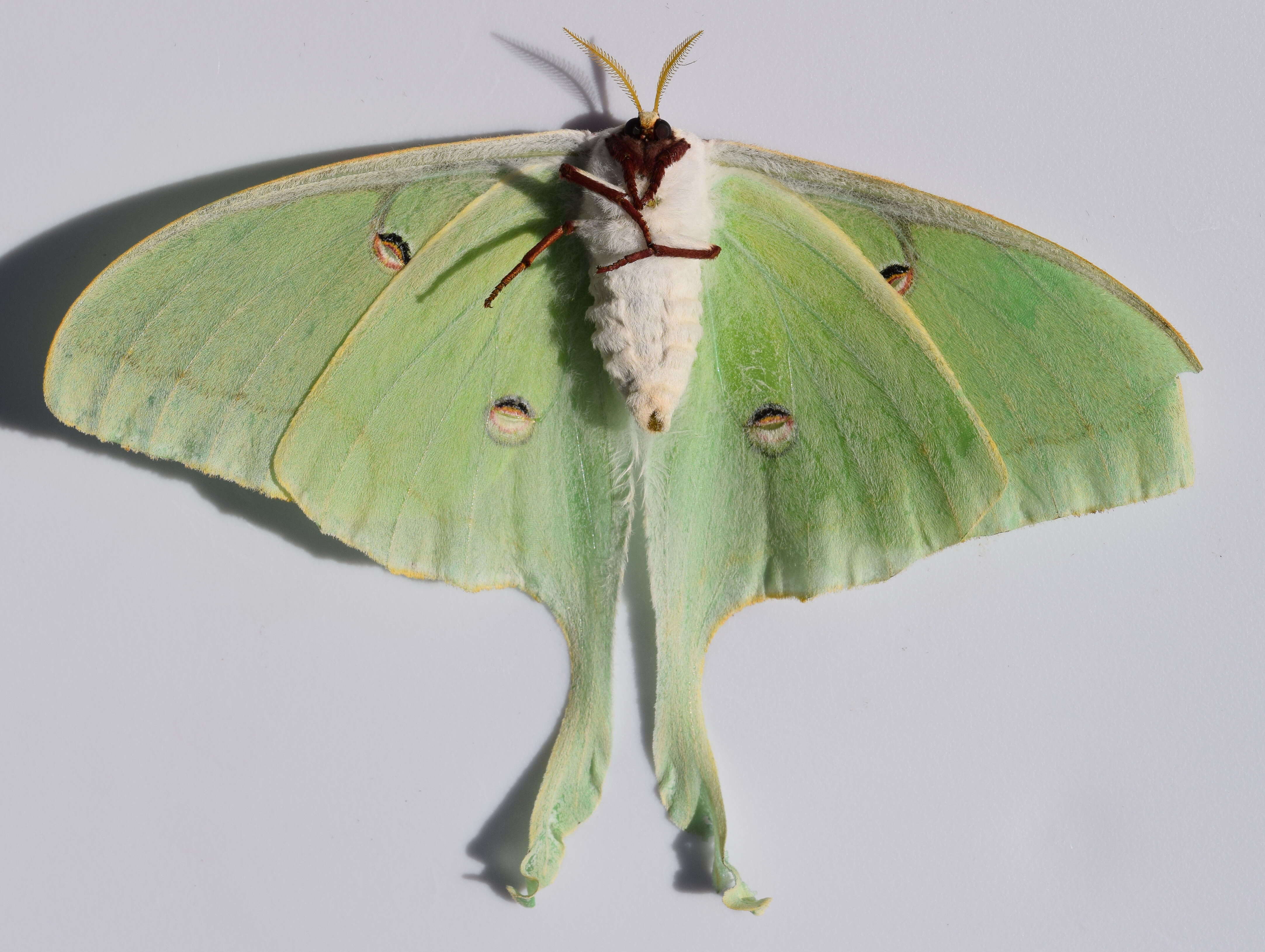 Image of Luna Moth