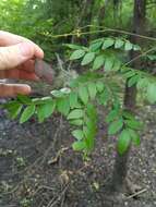 Image of water locust