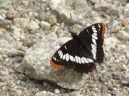 Image of Lorquin's Admiral