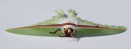 Image of Luna Moth