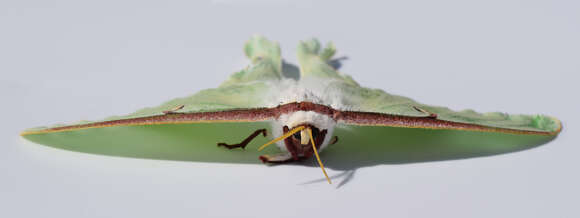 Image of Luna Moth