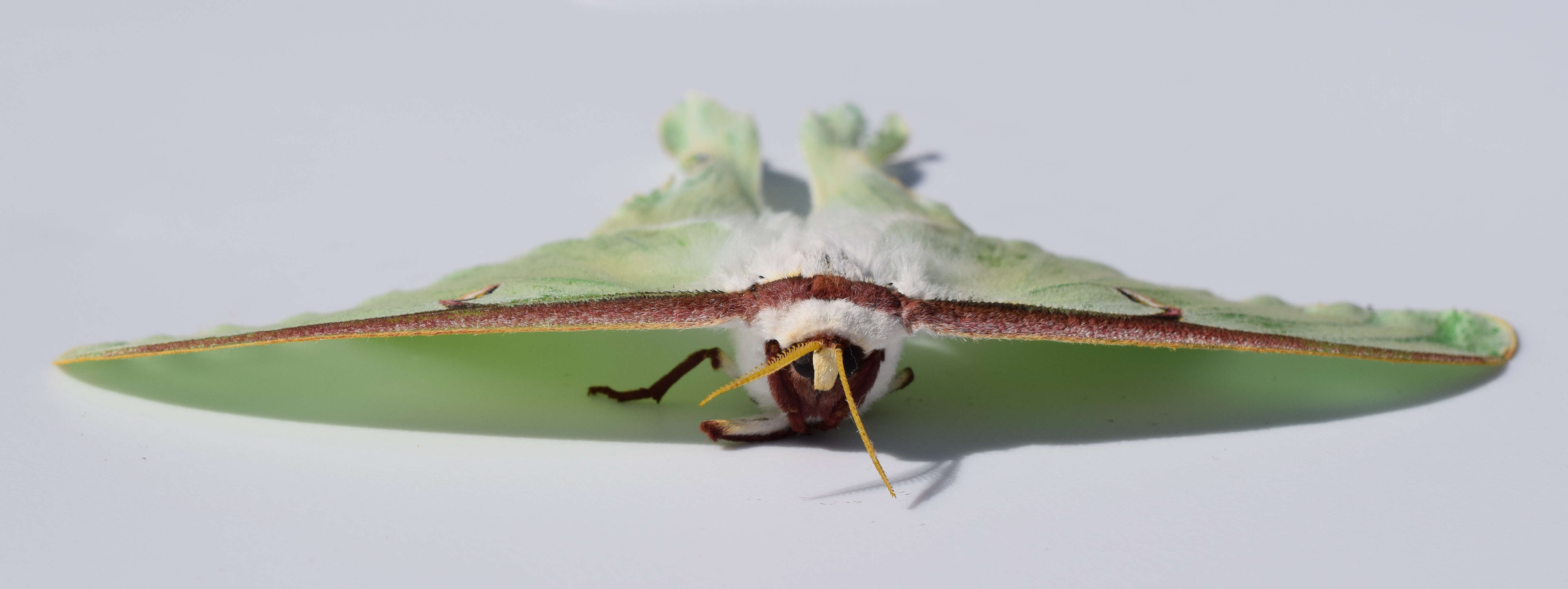 Image of Luna Moth