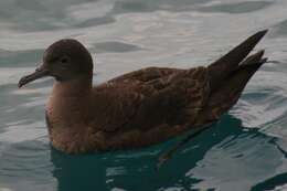 Image of Sooty Shearwater