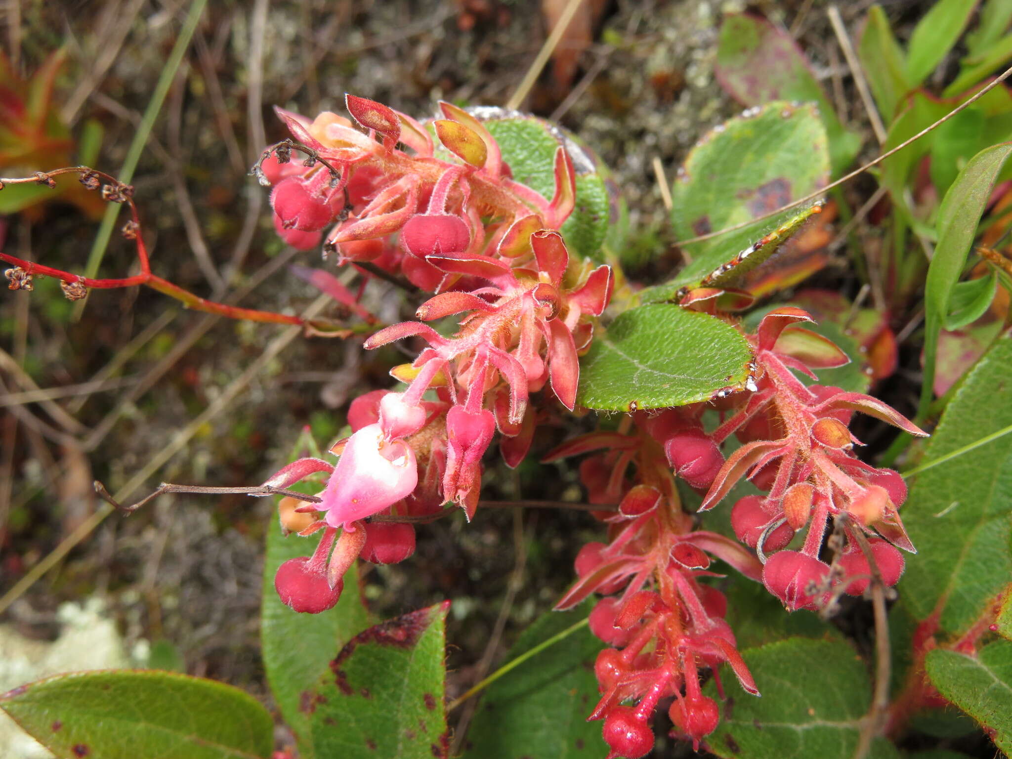 Image de Gaultheria glomerata (Cavanilles) Sleumer