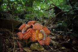 Image of Rafflesia lagascae Blanco