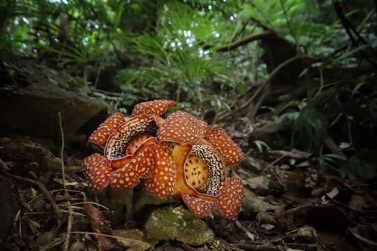 Image of Rafflesia lagascae Blanco