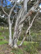 Image de Eucalyptus leucoxylon subsp. connata K. Rule