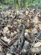 Image of parasitic ghostplant