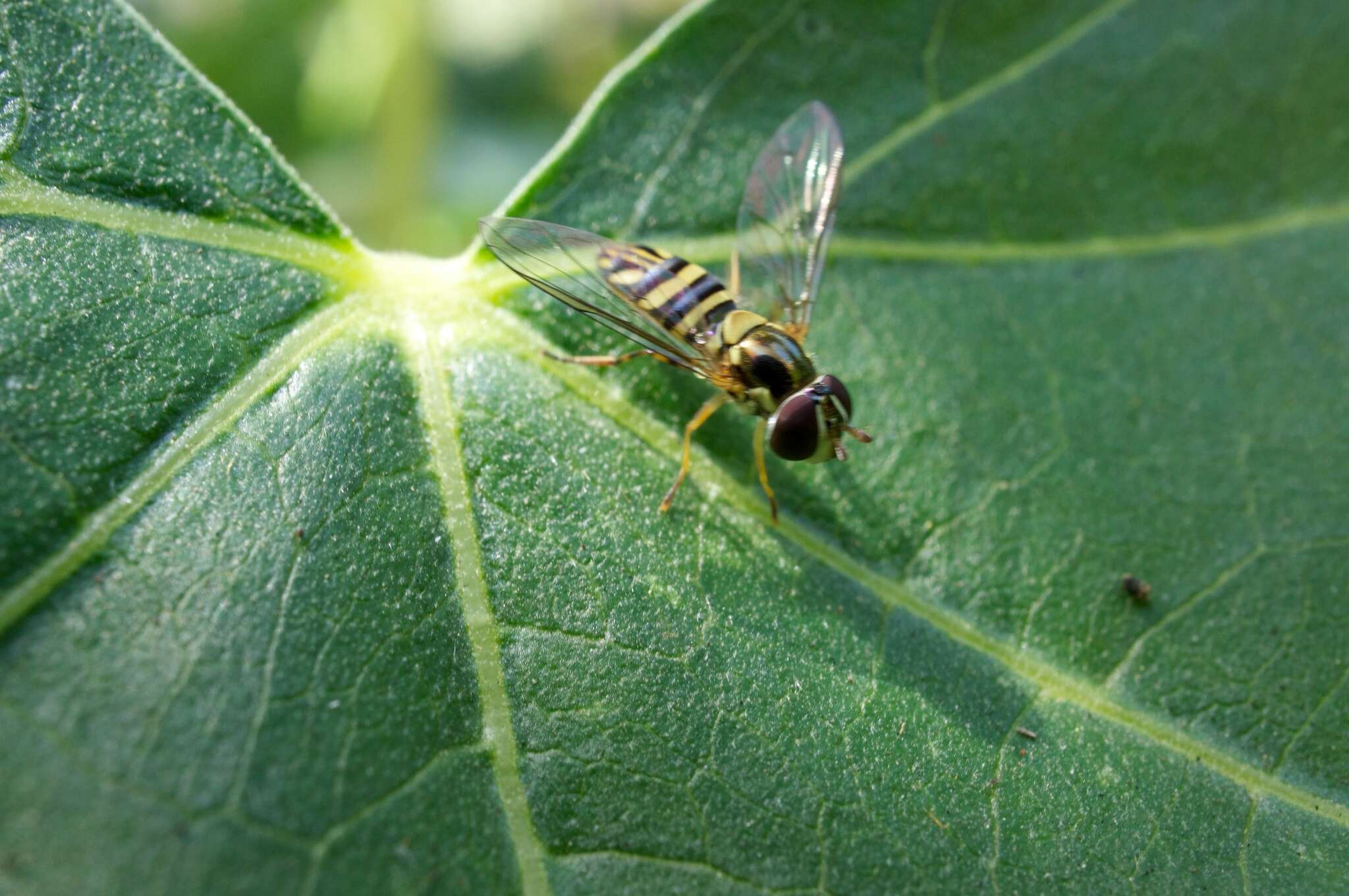 Image of Common Oblique Syrphid