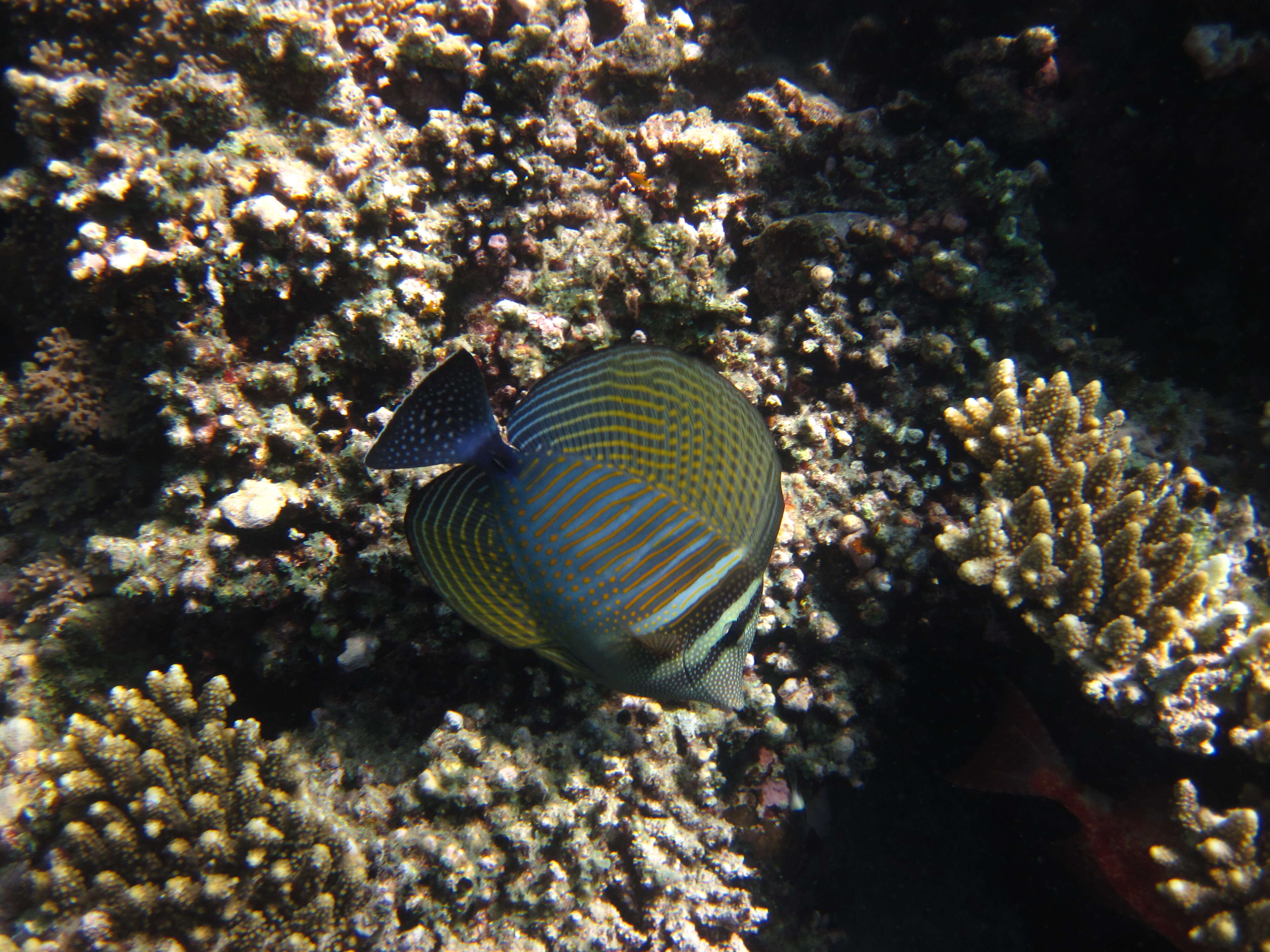 Image of Desjardin's Sailfin Tang