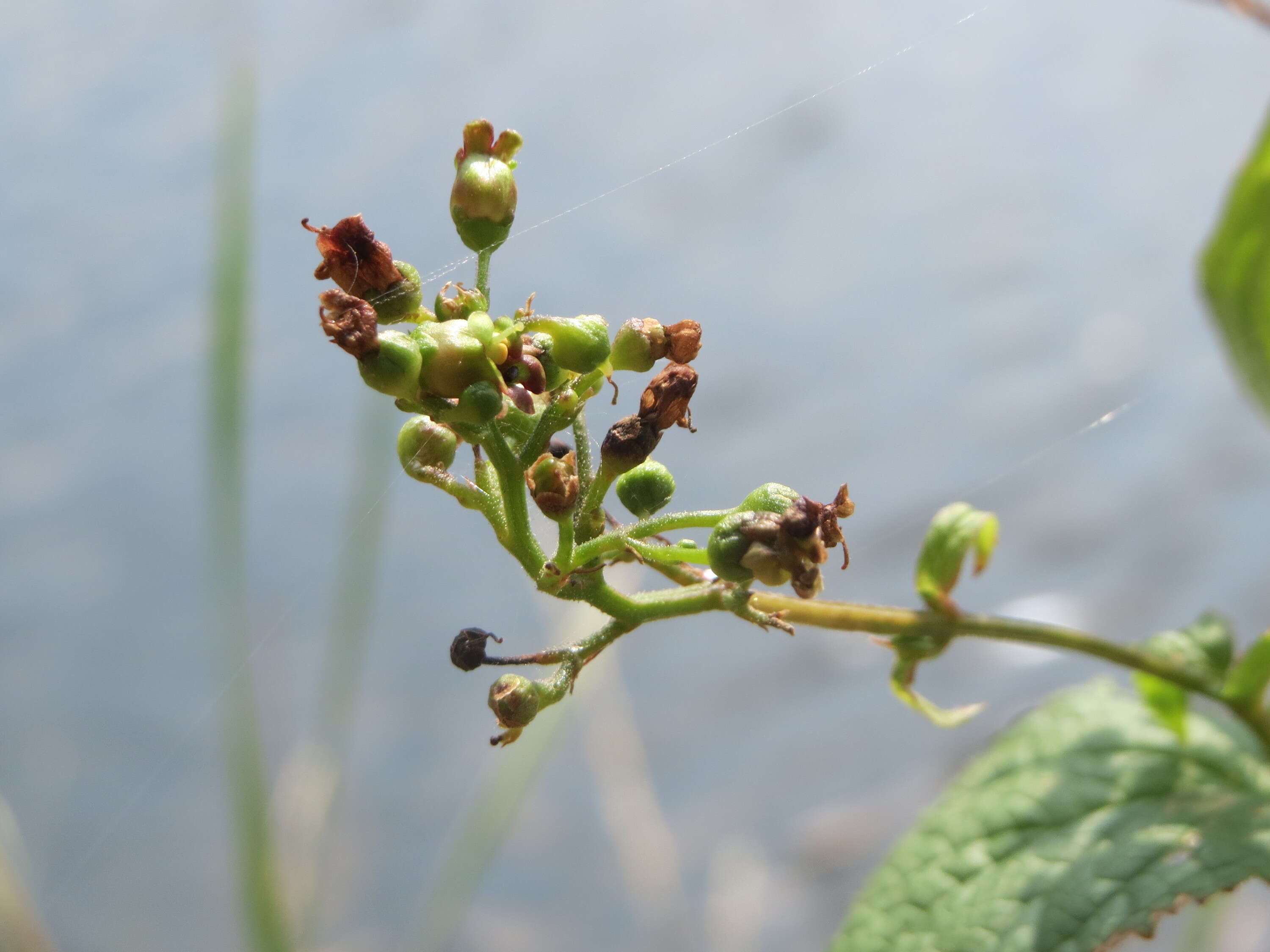 Imagem de Scrophularia nodosa L.