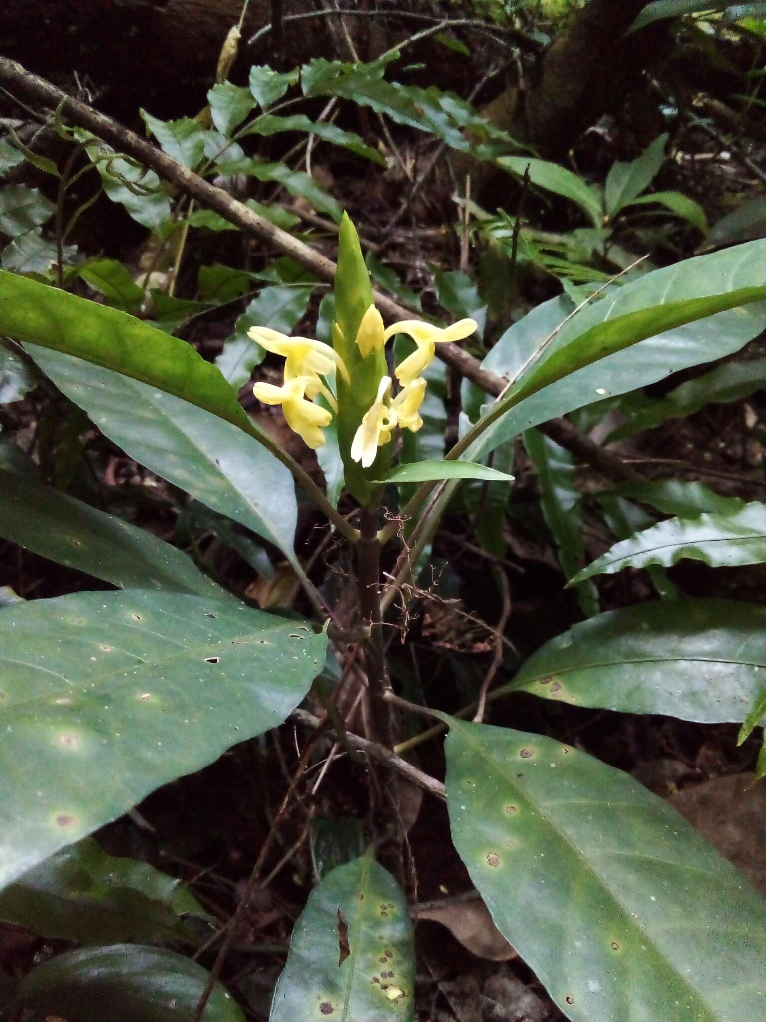 Image de Aphelandra prismatica (Vell.) Hiern