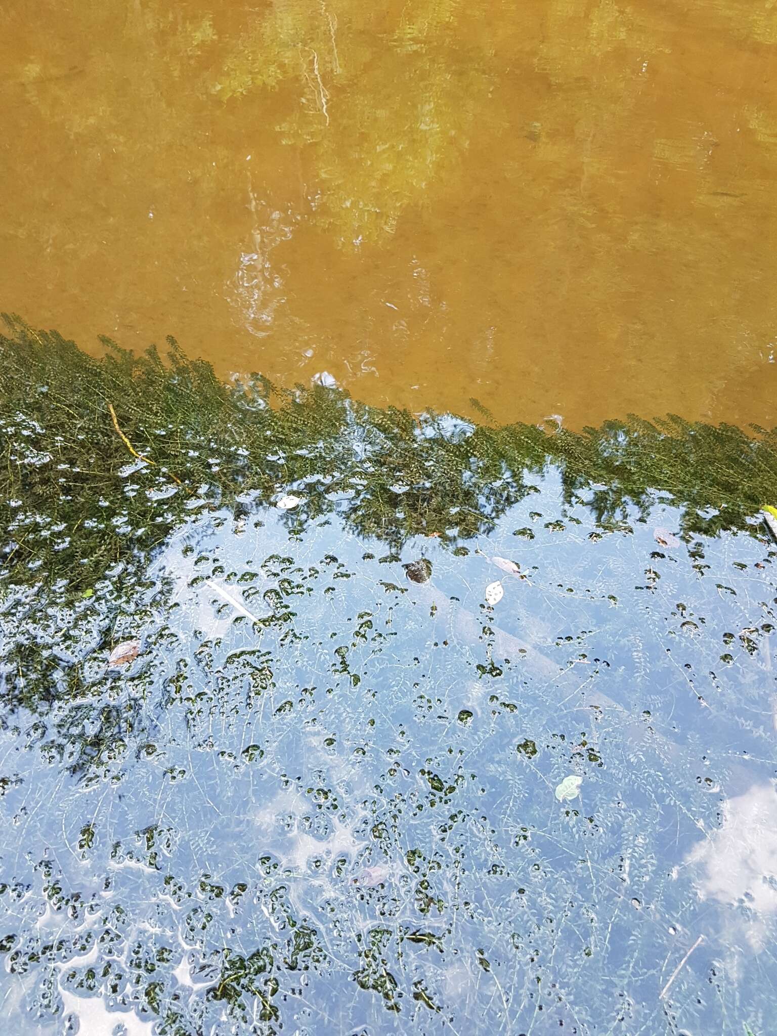 Image of American Pondweed