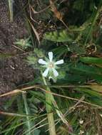 Image de Horkelia marinensis (Elmer) Crum ex Keck