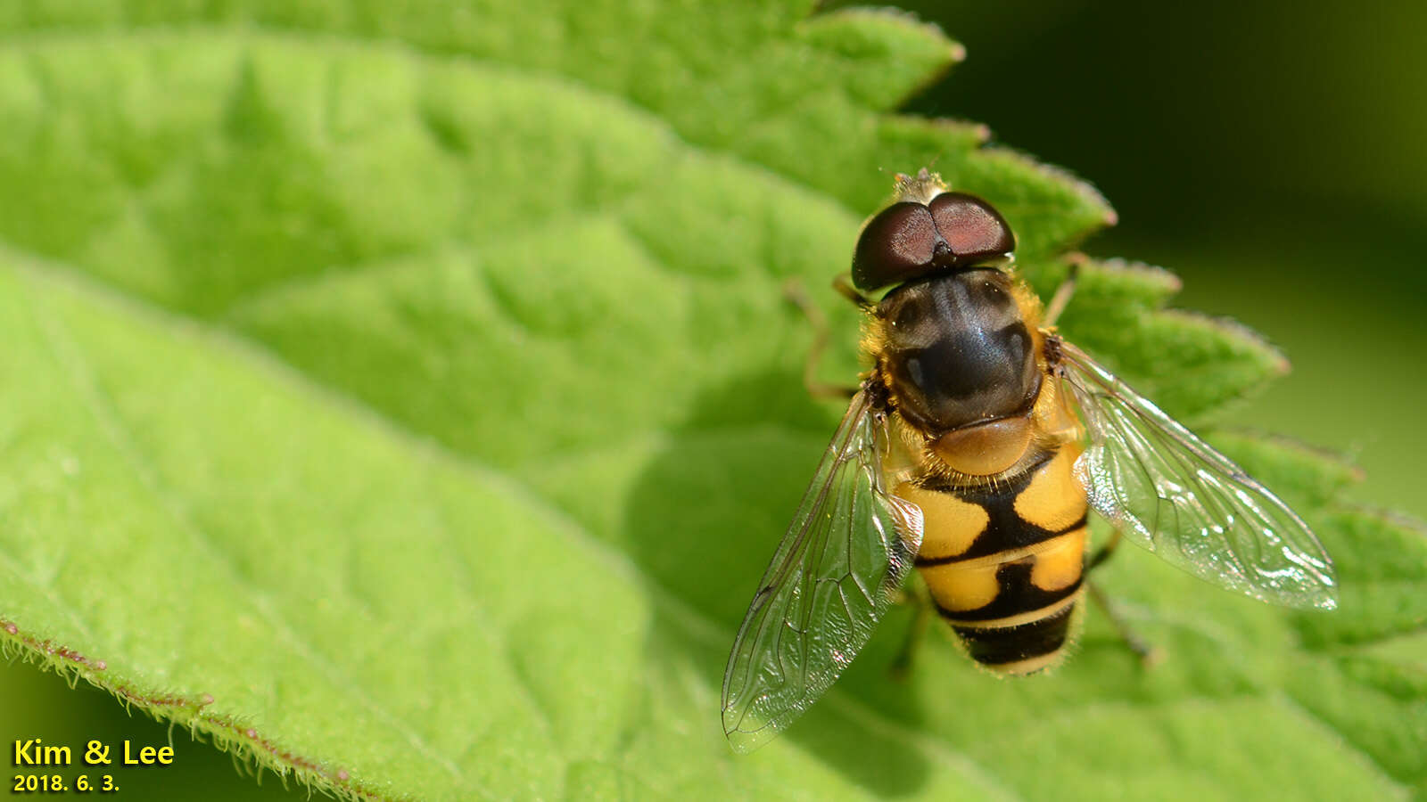 Image of Eristalis kyokoae (Kimura 1986)